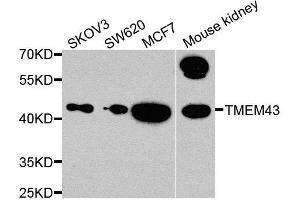 Western blot analysis of extracts of various cell lines, using TMEM43 antibody. (TMEM43 antibody  (AA 80-310))