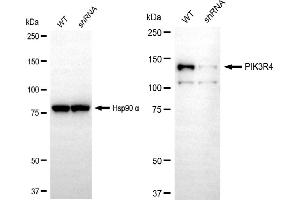 anti-Phosphoinositide 3-kinase Regulatory Subunit 4 (PIK3R4) antibody