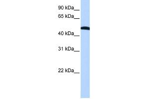 WB Suggested Anti-EIF2S2 Antibody Titration:  0.