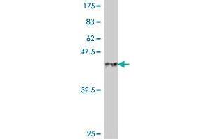 Western Blotting (WB) image for anti-Apolipoprotein B mRNA Editing Enzyme, Catalytic Polypeptide-Like 3G (APOBEC3G) (AA 80-181) antibody (ABIN566211)