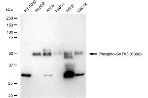 Western blotting analysis using Phospho-GATA3(S308) antibody (ABIN7798696). (Recombinant GATA3 antibody  (pSer308))
