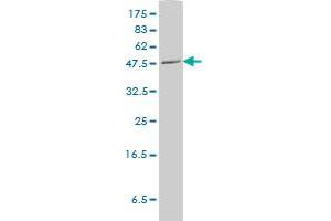 PLTP monoclonal antibody (M01), clone 2F3-G4 Western Blot analysis of PLTP expression in Hela S3 NE .