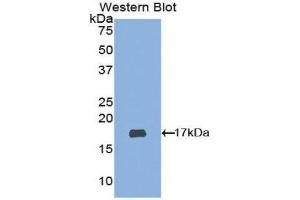 Western Blotting (WB) image for anti-ADAM Metallopeptidase with Thrombospondin Type 1 Motif, 2 (Adamts2) (AA 474-610) antibody (ABIN1077725) (Adamts2 antibody  (AA 474-610))