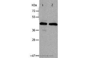 Western blot analysis of Hela and A549 cell, using PAWR Polyclonal Antibody at dilution of 1:400