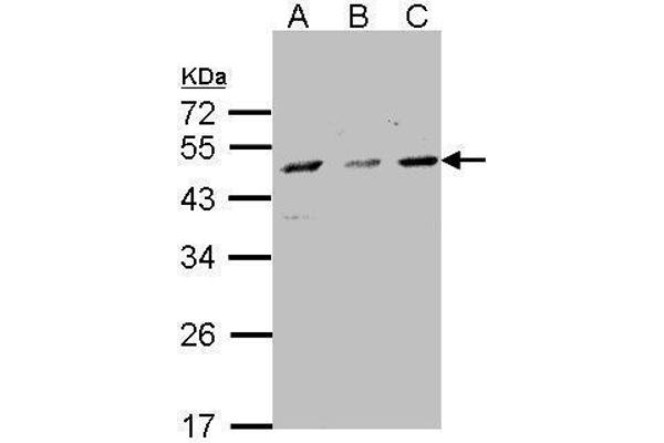 CYP7B1 抗体  (C-Term)