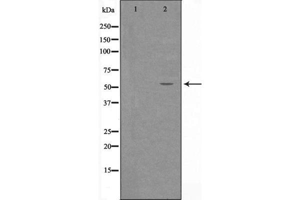 ZNF682 antibody  (N-Term)