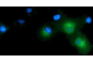 Anti-CD80 mouse monoclonal antibody (ABIN2452896) immunofluorescent staining of COS7 cells transiently transfected by pCMV6-ENTRY CD80 (RC206540). (CD80 antibody)