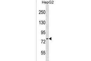 CTEN Antibody (N-term) (ABIN1539033 and ABIN2849943) western blot analysis in HepG2 cell line lysates (35 μg/lane). (Tensin 4 antibody  (N-Term))