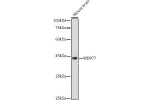 Western blot analysis of extracts of Mouse brain, using WDR77 antibody (ABIN6128227, ABIN6150205, ABIN6150206 and ABIN6222948) at 1:1000 dilution.