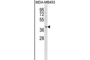 FFAR2 Antibody (C-term) (ABIN1537053 and ABIN2850053) western blot analysis in MDA-M cell line lysates (35 μg/lane). (FFAR2 antibody  (C-Term))