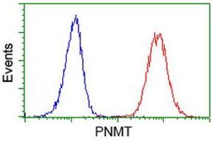 Image no. 2 for anti-Phenylethanolamine N-Methyltransferase (PNMT) antibody (ABIN1500308) (PNMT antibody)