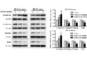 Effects of celastrol on the expression levels of EMT-related proteins in xenograft CRC mice. (SNAI1, SNAI2, SNAI3 (AA 188-264) antibody)