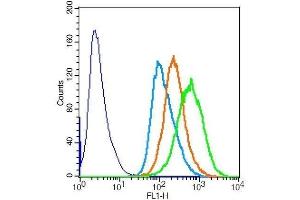 HeLa cells probed with Rabbit Anti-Torc1 (Ser151) Polyclonal Antibody . (CRTC1 antibody  (pSer151))