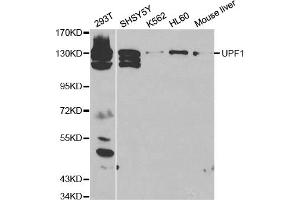Western blot analysis of extracts of various cell lines, using UPF1 antibody. (RENT1/UPF1 antibody)