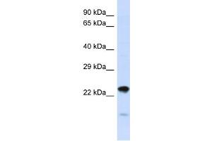 Host:  Rabbit  Target Name:  NIPSNAP3A  Sample Type:  HepG2 Whole Cell lysates  Antibody Dilution:  1. (NIPSNAP3A antibody  (N-Term))