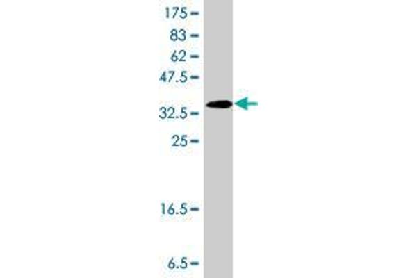 AADAT antibody  (AA 326-425)