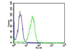 Flow cytometric analysis of Hela cells using CN1 Antibody (green, Cat(ABIN6242895 and ABIN6577068)) compared to an isotype control of mouse IgG1(blue). (CAPNL1 antibody  (AA 1-420))