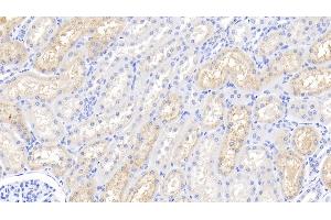 Detection of LZM in Bovine Kidney Tissue using Polyclonal Antibody to Lysozyme (LZM) (LYZ antibody  (AA 18-147))