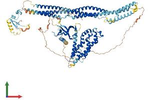 AlphaFold protein structure predicition of Human Recombinant MCF2 Protein, UniprotID P10911