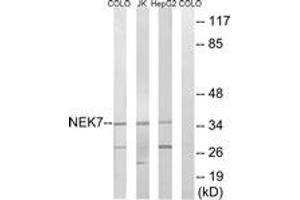 Western blot analysis of extracts from HepG2/Jurkat/COLO cells, using NEK7 Antibody. (NEK7 antibody  (AA 101-150))