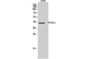 Western Blotting (WB) image for anti-PDLIM1 Interacting Kinase 1 Like (PDIK1L) (Internal Region) antibody (ABIN3176816) (PDIK1L antibody  (Internal Region))