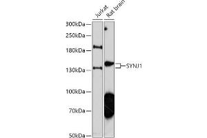 Western blot analysis of extracts of various cell lines, using SYNJ1 antibody (ABIN7270666) at 1:1000 dilution. (Synaptojanin 1 antibody  (AA 100-200))