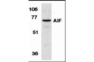 Western blot analysis of AIF in K562 cell lysate with AIF antibody at 1 µg/mL.