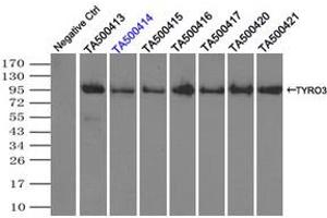 Image no. 2 for anti-TYRO3 Protein Tyrosine Kinase (TYRO3) antibody (ABIN1501605) (TYRO3 antibody)