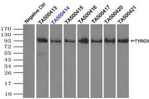 Image no. 2 for anti-TYRO3 Protein Tyrosine Kinase (TYRO3) antibody (ABIN1501605)