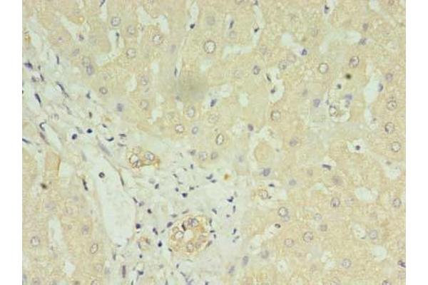 LYRM1 antibody  (AA 1-122)