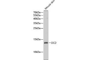 Western blot analysis of extracts of mouse skin, using DCD antibody (ABIN6127745, ABIN6139436, ABIN6139437 and ABIN6223106) at 1:1000 dilution. (Dermcidin antibody  (AA 20-110))