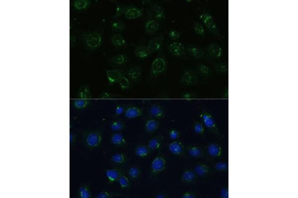 COPG2 antibody  (AA 542-871)