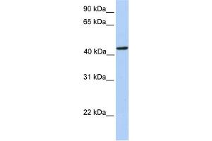 WB Suggested Anti-PAICS Antibody Titration:  0.