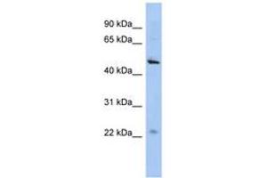 Image no. 1 for anti-Chromosome 12 Open Reading Frame 50 (C12ORF50) (AA 35-84) antibody (ABIN6743700) (C12ORF50 antibody  (AA 35-84))