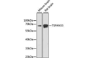 Western blot analysis of extracts of various cell lines, using TSP antibody (ABIN6129687, ABIN6149634, ABIN6220872 and ABIN6220873) at 1:1000 dilution. (TSPAN33 antibody  (C-Term))