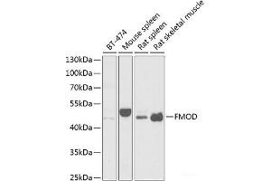 Western blot analysis of extracts of various cell lines using FMOD Polyclonal Antibody at dilution of 1:1000. (Fibromodulin antibody)