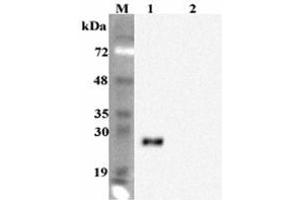 Western blot analysis using anti-FGF-19 (human), mAb (FG98-6)  at 1:2000 dilution. (FGF19 antibody)