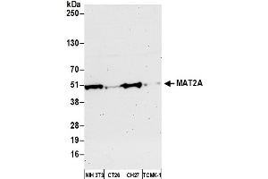 Western Blotting (WB) image for anti-Methionine Adenosyltransferase II, alpha (MAT2A) (AA 1-50) antibody (ABIN7452566)