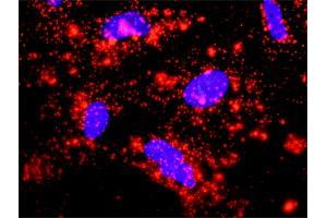 Proximity Ligation Analysis of protein-protein interactions between XIAP and CASP9. (XIAP antibody  (AA 1-497))