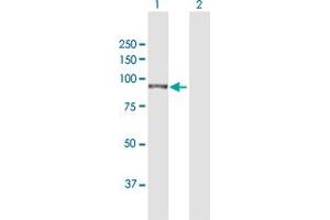 Western Blot analysis of TGM1 expression in transfected 293T cell line by TGM1 MaxPab polyclonal antibody. (TGM1 antibody  (AA 1-817))