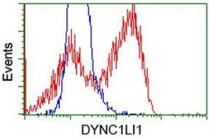 HEK293T cells transfected with either RC222010 overexpress plasmid (Red) or empty vector control plasmid (Blue) were immunostained by anti-DYNC1LI1 antibody (ABIN2452967), and then analyzed by flow cytometry. (DYNC1LI1 antibody)