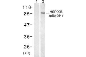 Western blot analysis of extract from HT29 cells treated with anisomycin (500ng/ml, 30min), using HSP90B (Phospho-Ser254) antibody (E011196, Lane 1 and2). (HSP90AB1 antibody  (pSer254))