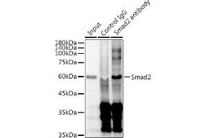 Immunoprecipitation analysis of 300 μg extracts of HeLa cells using 3 μg Smad2 antibody (ABIN7270344). (SMAD2 antibody)