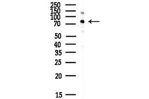 anti-Eomesodermin (EOMES) (C-Term) antibody
