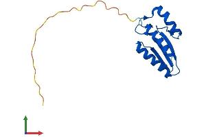 AlphaFold protein structure predicition of Mouse Recombinant Pcbd2 Protein, UniprotID Q9CZL5 (PCBD2 Protein (AA 1-136) (His tag))