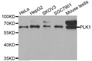 Western blot analysis of extracts of various cell lines, using PLK1 antibody. (PLK1 antibody  (AA 304-603))