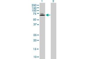 Western Blot analysis of IFNGR1 expression in transfected 293T cell line by IFNGR1 MaxPab polyclonal antibody. (IFNGR1 antibody  (AA 1-489))