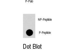 Dot blot analysis of Phospho-RGS19-S24 Antibody (ABIN389781 and ABIN2839690) on nitrocellulose membrane. (RGS19 antibody  (pSer24))