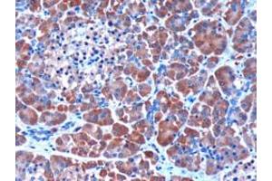 Immunohistochemistry (IHC) image for anti-serpin Peptidase Inhibitor, Clade I (Pancpin), Member 2 (SERPINI2) (Internal Region) antibody (ABIN185374)