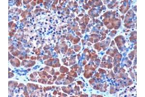 ABIN185374 (3µg/ml) staining of paraffin embedded Human Pancreas. (SERPINI2 antibody  (Internal Region))